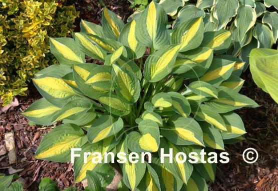 Hosta Alan Titchmarsh